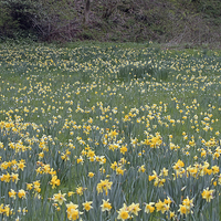 Buy canvas prints of A Host of Golden Daffodils by Tony Murtagh