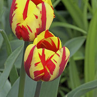 Buy canvas prints of Tulips by Tony Murtagh