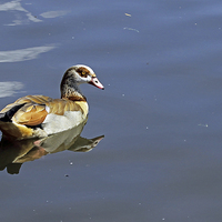 Buy canvas prints of Egyptian Goose by Tony Murtagh