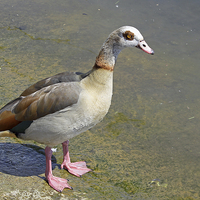 Buy canvas prints of Egyptian Goose by Tony Murtagh