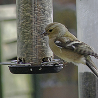 Buy canvas prints of Chaffinch by Tony Murtagh