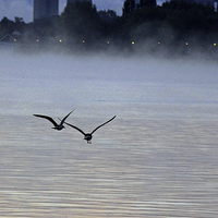 Buy canvas prints of Birds in the Mist by Tony Murtagh