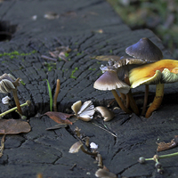 Buy canvas prints of Mushrooms on a Bench by Tony Murtagh
