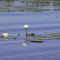 Buy canvas prints of Water Lilies by Tony Murtagh