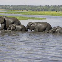 Buy canvas prints of  Elephants Crossing Chobe River  by Tony Murtagh