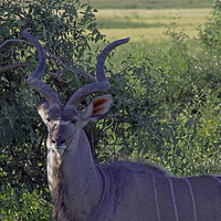 Buy canvas prints of Kudu  by Tony Murtagh