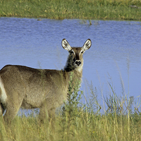 Buy canvas prints of  Female Waterbuck by Tony Murtagh