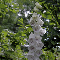 Buy canvas prints of  White Foxgloves  by Tony Murtagh