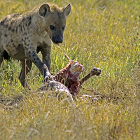 Buy canvas prints of Hyena with kill by Tony Murtagh