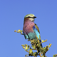 Buy canvas prints of Lilac Breasted Roller by Tony Murtagh