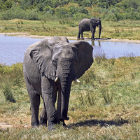 Buy canvas prints of Ivory Lodge Elephants   by Tony Murtagh