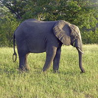 Buy canvas prints of Elephant Feeding  by Tony Murtagh