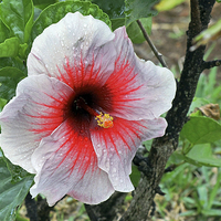 Buy canvas prints of White Hibiscus by Tony Murtagh