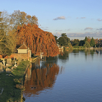 Buy canvas prints of River Thames at Marlow  by Tony Murtagh