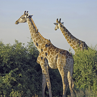 Buy canvas prints of Giraffes and Oxpeckers  by Tony Murtagh