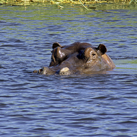 Buy canvas prints of Hippo Swimming  by Tony Murtagh