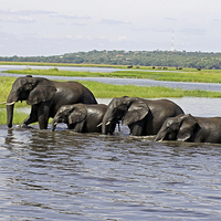 Buy canvas prints of Crossing the River Chobe  by Tony Murtagh