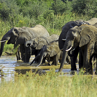 Buy canvas prints of Elephants at the Waterhole   by Tony Murtagh