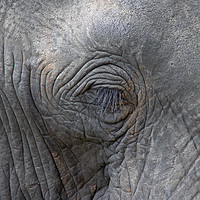 Buy canvas prints of Eye of an Elephant by Tony Murtagh