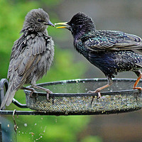 Buy canvas prints of Starling feeding juvenile  by Tony Murtagh