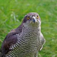 Buy canvas prints of Sparrowhawk  by Tony Murtagh
