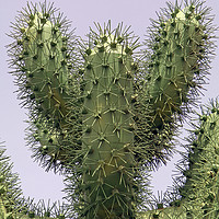 Buy canvas prints of Cactus Metallicus by Tony Murtagh