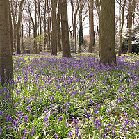 Buy canvas prints of Bluebell Woods  by Tony Murtagh