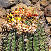 Buy canvas prints of Colourful Cactus by Tony Murtagh