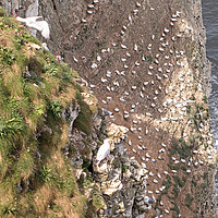 Buy canvas prints of Bempton Cliffs by Tony Murtagh