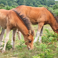 Buy canvas prints of New Forest Ponies by Gillian Oprey