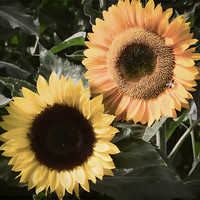 Buy canvas prints of Sunflowers - Vintage by Gillian Oprey