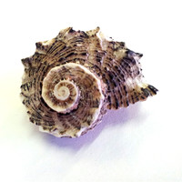 Buy canvas prints of Sea Shell by Westley Grant