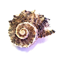 Buy canvas prints of Shell by Westley Grant