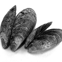 Buy canvas prints of Tonal mussels by Westley Grant