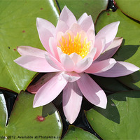 Buy canvas prints of Water Lily by John Taylor