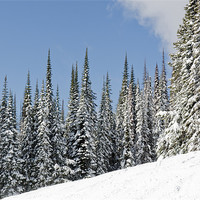 Buy canvas prints of SILVERSTAR HILL snow covered alpine meadow silver star by Andy Smy