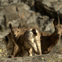 Buy canvas prints of Female and goatling of Siberian ibex, Capra sibiri by Michal Cerny