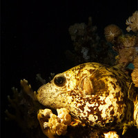Buy canvas prints of sleeping blowfish by Ronan Le Berre
