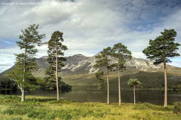 The Pines of Loch Clair Picture Board by Jamie Green