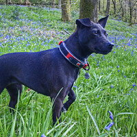 Buy canvas prints of The Patterdale Terrier by Jamie Green