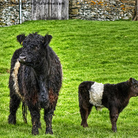 Buy canvas prints of Belted Galloway Cow And Calf by Jamie Green