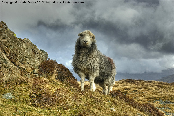 Herdwick Sheep Picture Board by Jamie Green