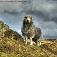 Buy canvas prints of Herdwick Sheep by Jamie Green