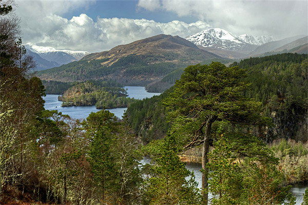 Glen Affric Picture Board by Jamie Green
