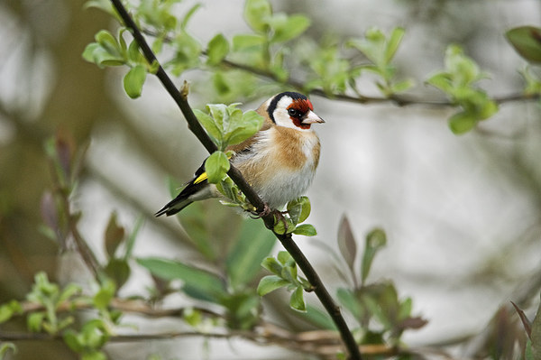 Goldfinch Picture Board by Jamie Green