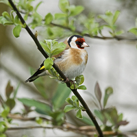 Buy canvas prints of Goldfinch by Jamie Green