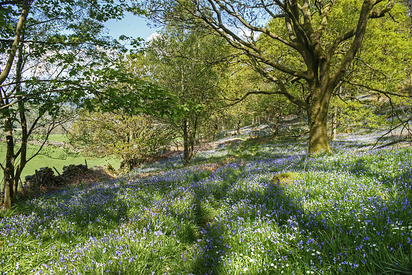 The Bluebell Wood Picture Board by Jamie Green