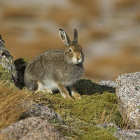 Buy canvas prints of  Mountain Hare by Jamie Green