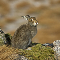 Buy canvas prints of  The Disdainful Hare by Jamie Green