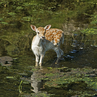 Buy canvas prints of  Fallow Fawn by Jamie Green